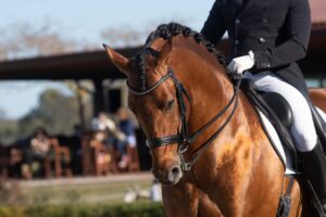 NewChance Farm - Show Horses, Hunters, Instruction for Serious Equistrians